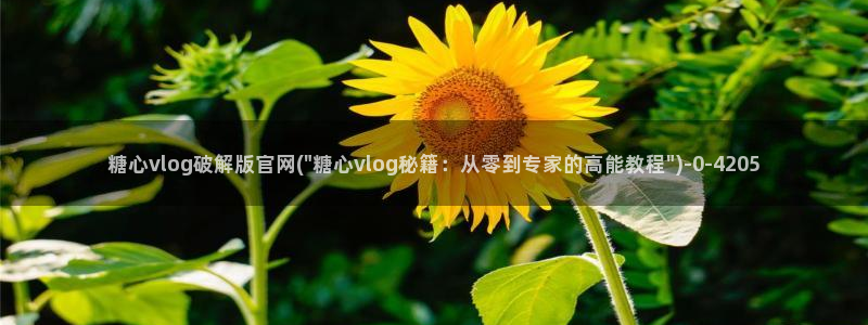  在线糖心vlog：糖心vlog破解版官网(\